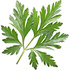Moroccan wormwood